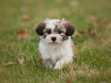 20 of the Cutest Small Dog Breeds You've Ever Seen